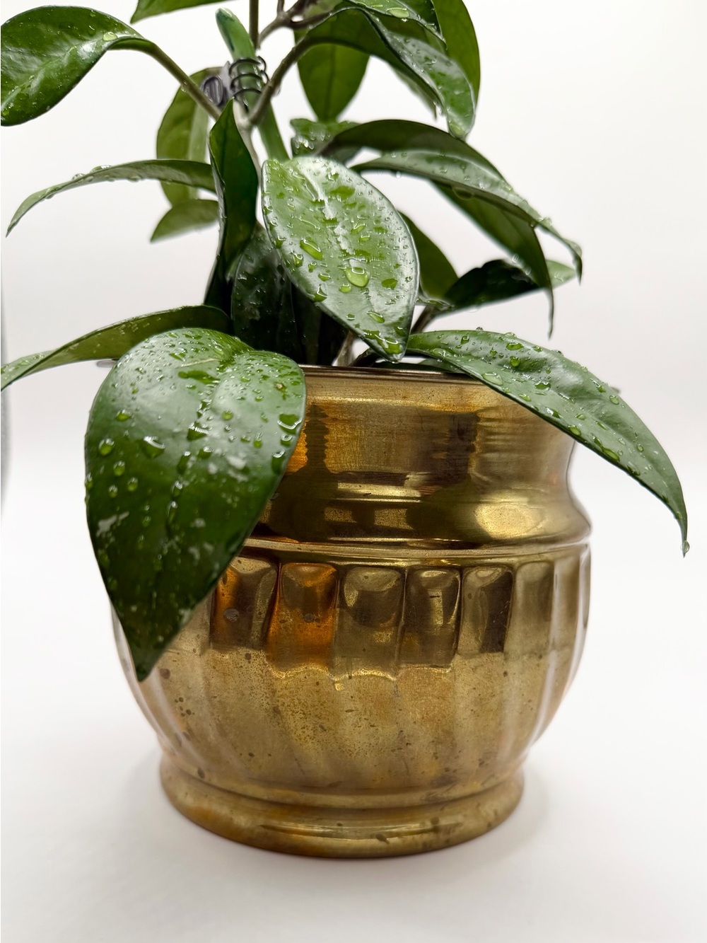 Solid Brass Gold Decorative Planter Pot - Made in India Cachepot 6”